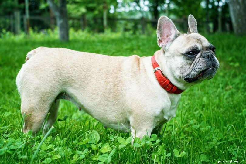 Bulldog francês macho x fêmea:quais são as diferenças?