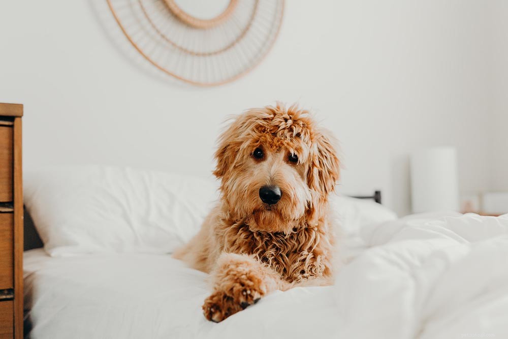 내 개가 내 침대 시트를 긁는 이유는 무엇입니까? 이러한 행동의 4가지 이유
