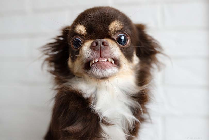 Waarom klappert mijn hond met zijn tanden? 5 redenen voor dit gedrag