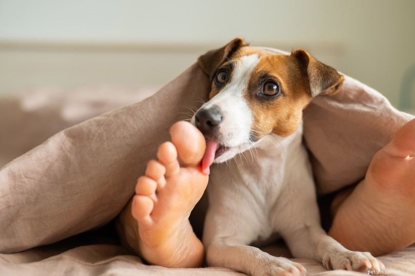 なぜ犬はあなたの足をなめるのですか？この動作の8つの理由 