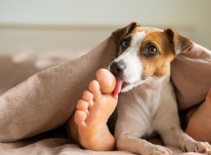 なぜ犬はあなたの足をなめるのですか？この動作の8つの理由 