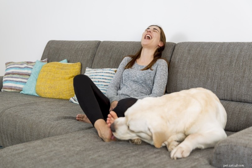 Pourquoi les chiens vous lèchent-ils les pieds ? 8 raisons de ce comportement