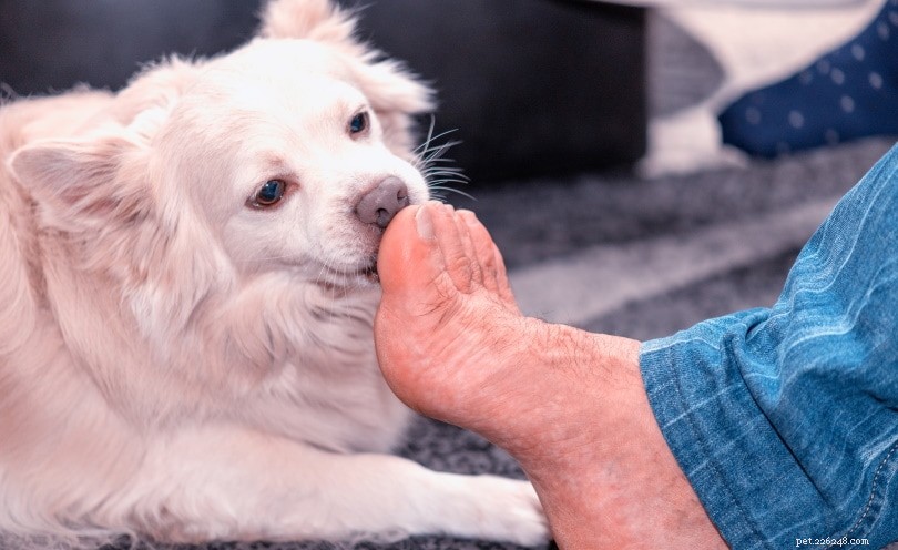 개가 발을 핥는 이유는 무엇입니까? 이러한 행동의 8가지 이유