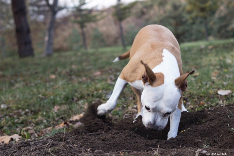 Por que os cães enterram ossos?