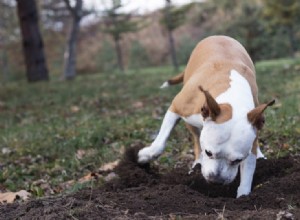 Proč psi zakopávají kosti?