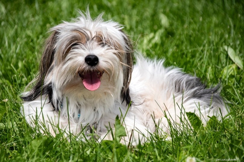 Perché i cani rotolano nell erba? 10 motivi per questo comportamento