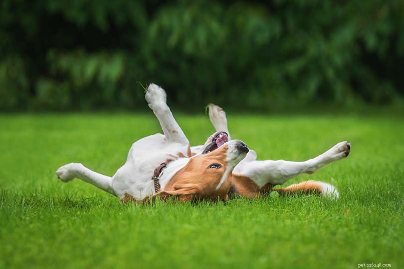Varför rullar hundar i gräset? 10 skäl till detta beteende