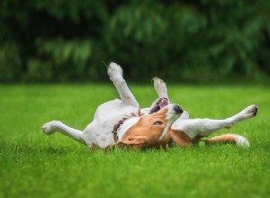Proč se psi válí v trávě? 10 důvodů pro toto chování
