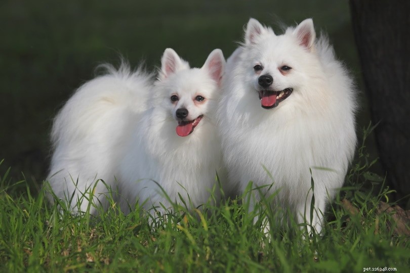 Perché i cani rotolano nell erba? 10 motivi per questo comportamento