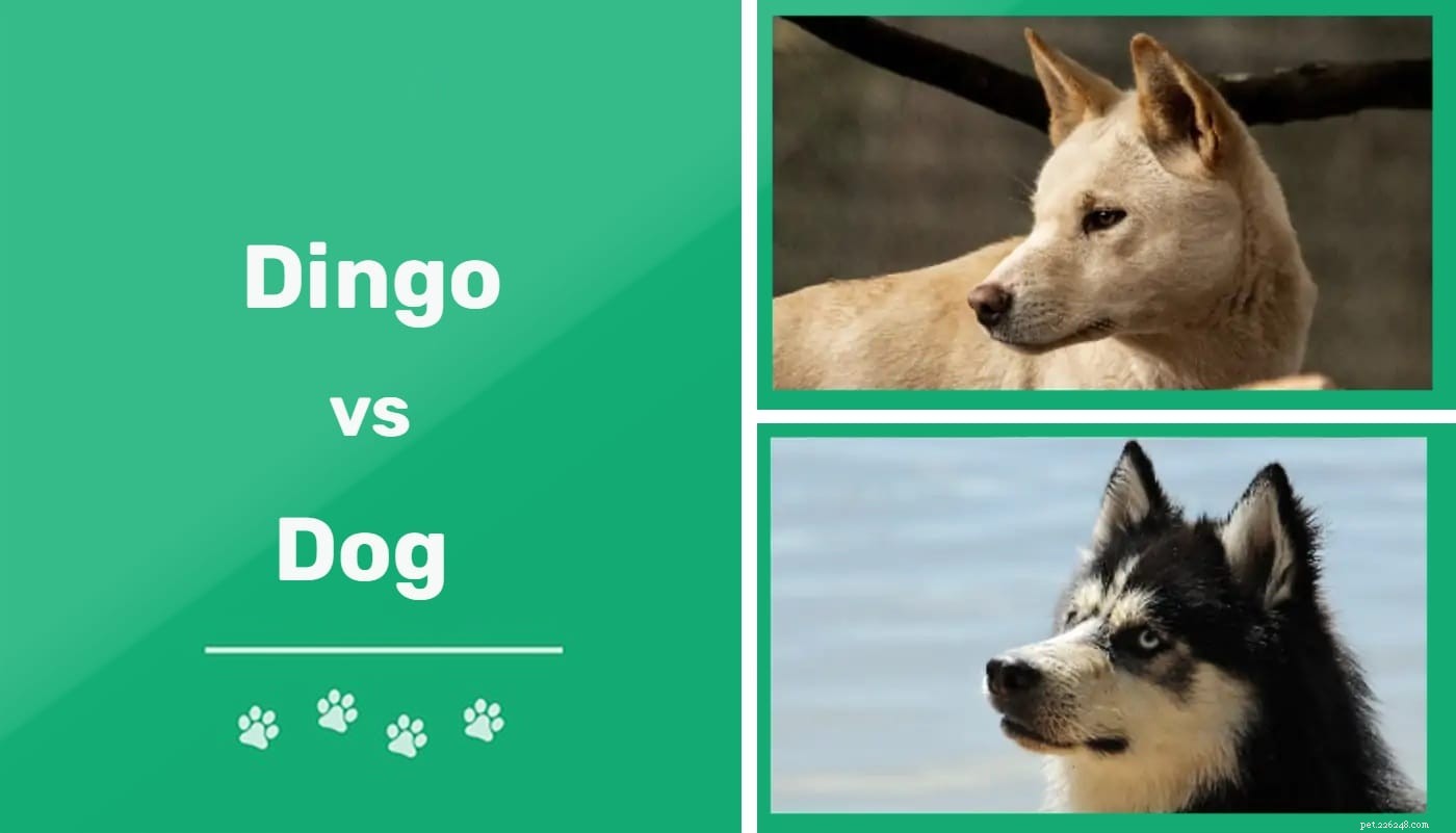 Dingo contro cane:quali sono le differenze?