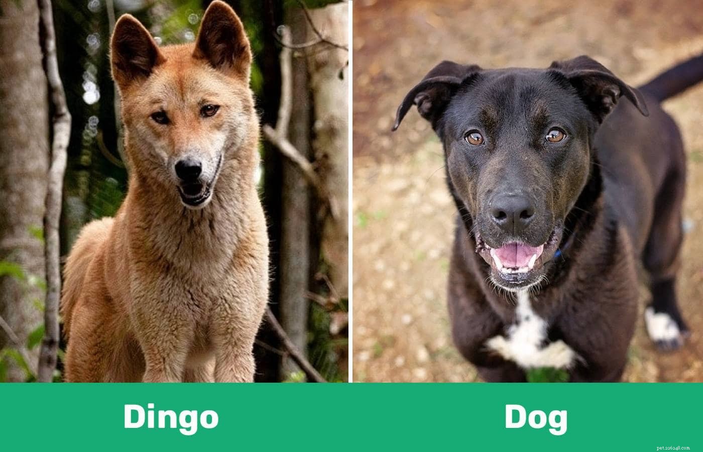 Dingo vs. pes:Jaké jsou rozdíly?