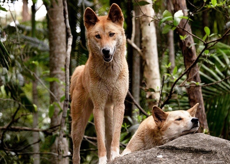 Dingo vs. hund:Vad är skillnaderna?
