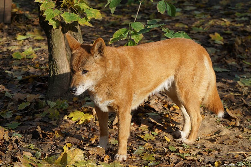 Dingo contro cane:quali sono le differenze?