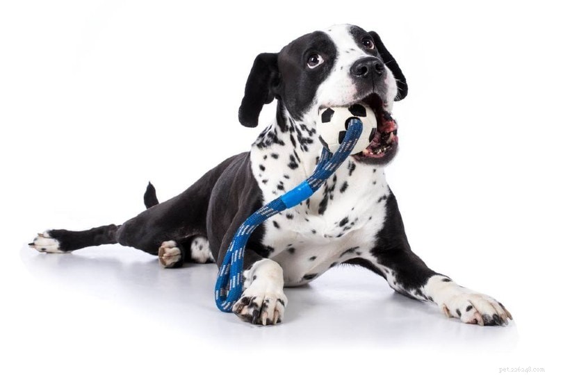 Black Friday/Cyber ​​Monday Dog Deals &Sales 2022:kleding, kratten en meer!
