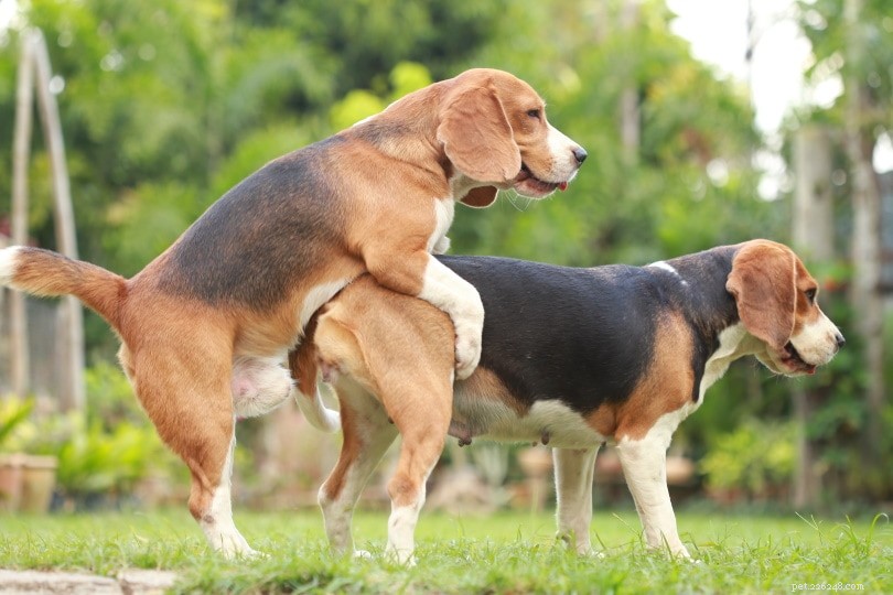 Tariffe per stalloni durante l allevamento di cani:una guida completa
