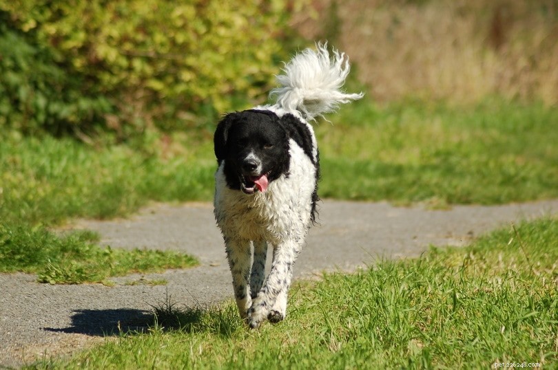 Почему моя собака ходит взад-вперед? 11 возможных причин и способы их устранения