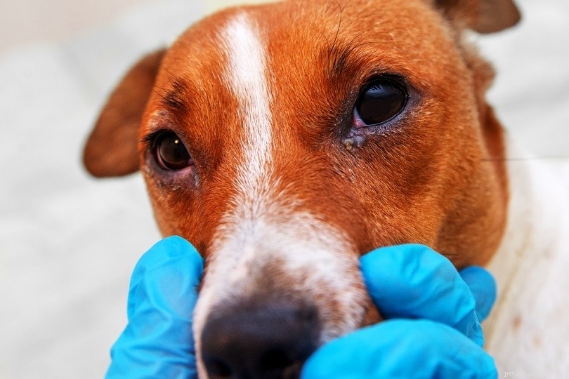 9 raisons pour lesquelles les chiens ont des crottes de nez (et comment y faire face)
