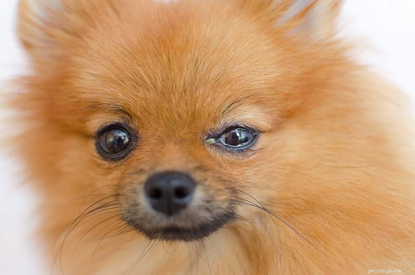 9 motivi per cui i cani si fanno le ossa negli occhi (e come affrontarli)