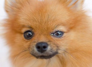 犬が目やにを得る9つの理由（そしてそれに対処する方法） 