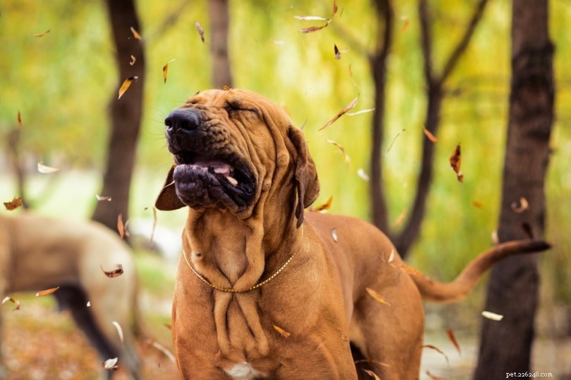 Waarom niezen honden als ze opgewonden zijn?