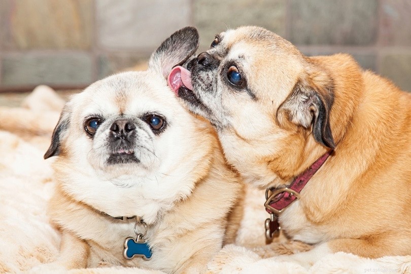 Varför hundar slickar varandras öron – 6 skäl till detta beteende