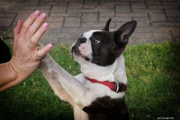 Waarom honden elkaars oren likken - 6 redenen voor dit gedrag