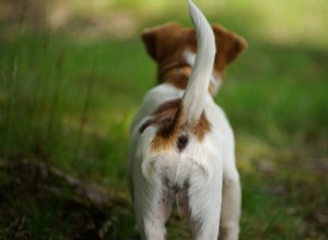 Por que os cães têm caudas? Tudo o que você precisa saber!