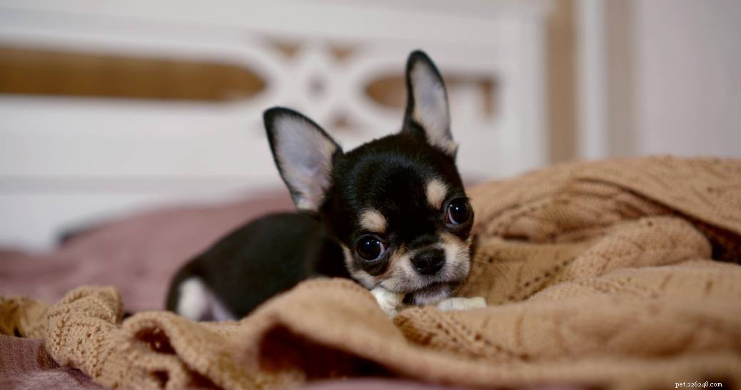 Perché i cani rosicchiano le coperte? 6 motivi per questo comportamento