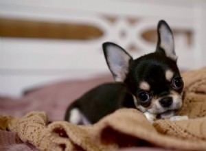 Proč psi okusují deky? 6 důvodů pro toto chování