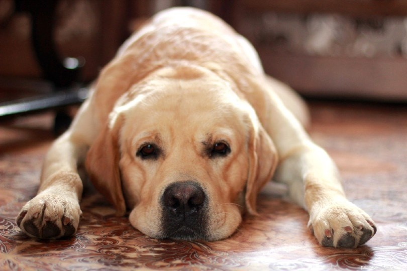 Por que os cães mordiscam cobertores? 6 razões para este comportamento
