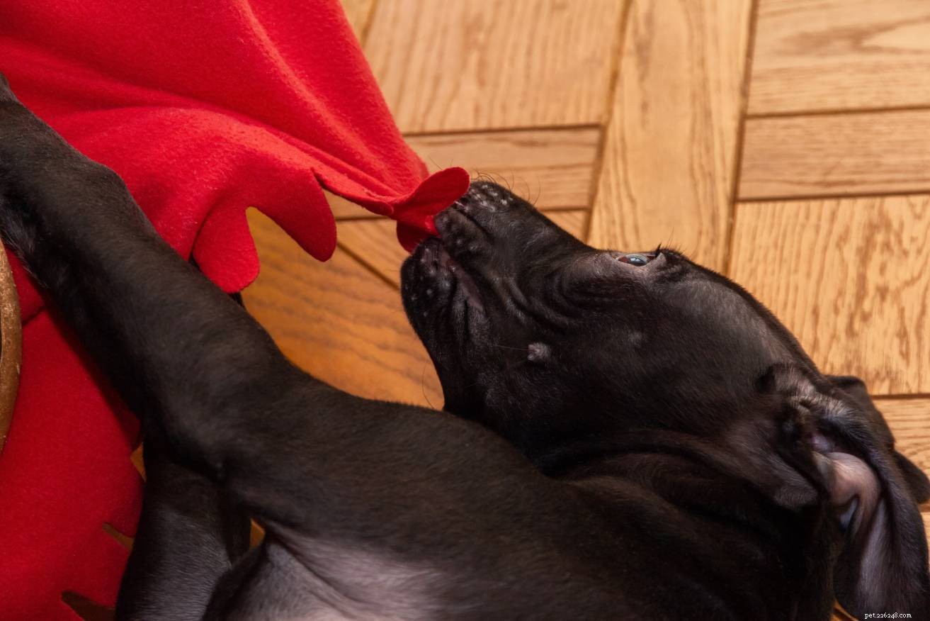 Varför knaprar hundar i filtar? 6 skäl till detta beteende