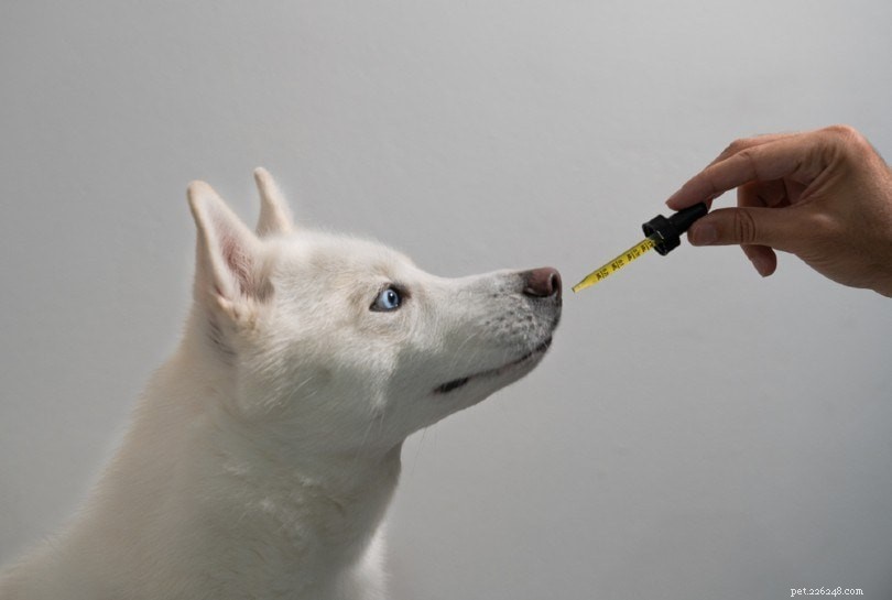 Hennepolie versus CBD-olie voor uw hond:wat is het verschil?