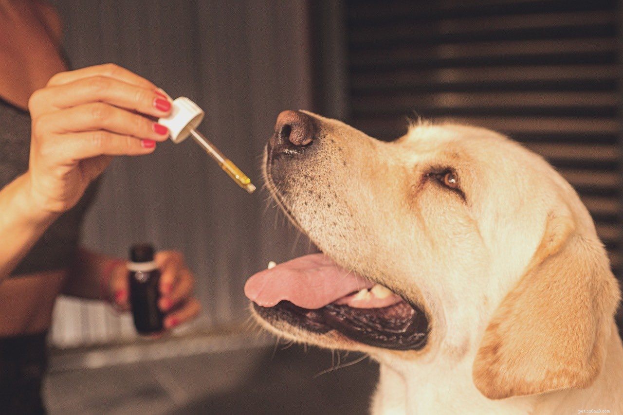 Конопляное масло и масло CBD для вашей собаки:в чем разница?