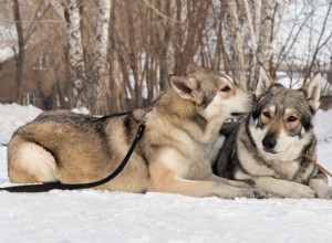 犬の品種改良：定義、倫理など