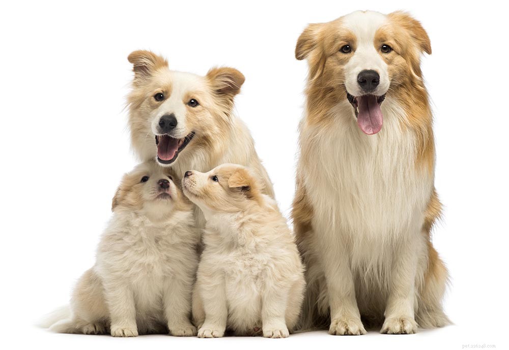 Селективное разведение собак:определение, этика и многое другое
