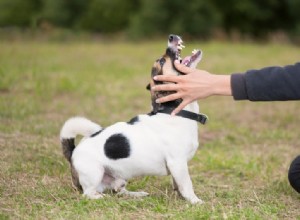 Por que cães menores são mais agressivos que cães maiores? 4 motivos