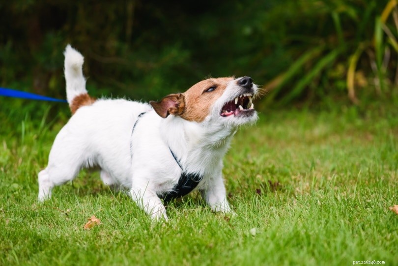 Perché i cani più piccoli sono più aggressivi dei cani più grandi? 4 motivi per cui