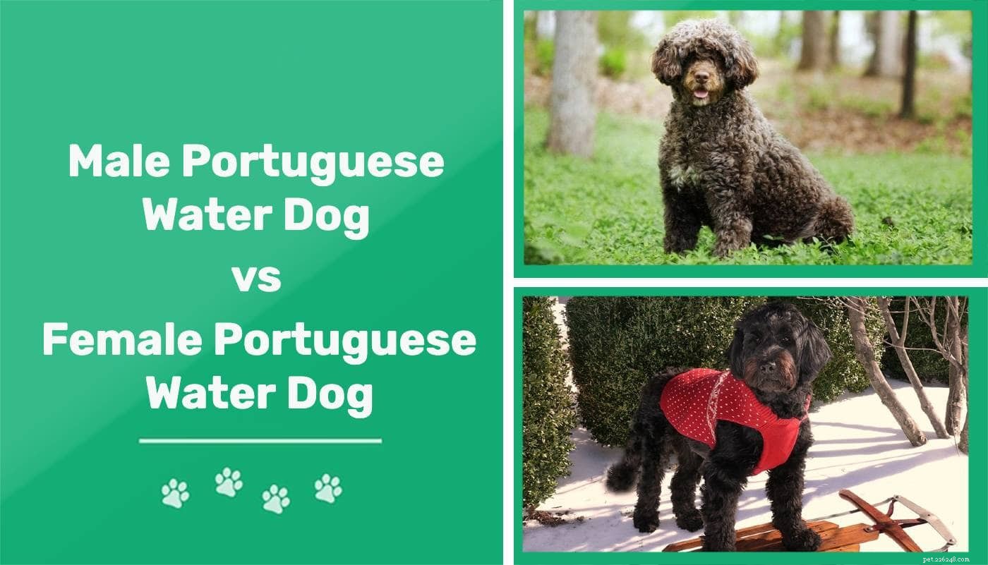 男性と女性のポルトガルのウォータードッグ：違いは何ですか？ 