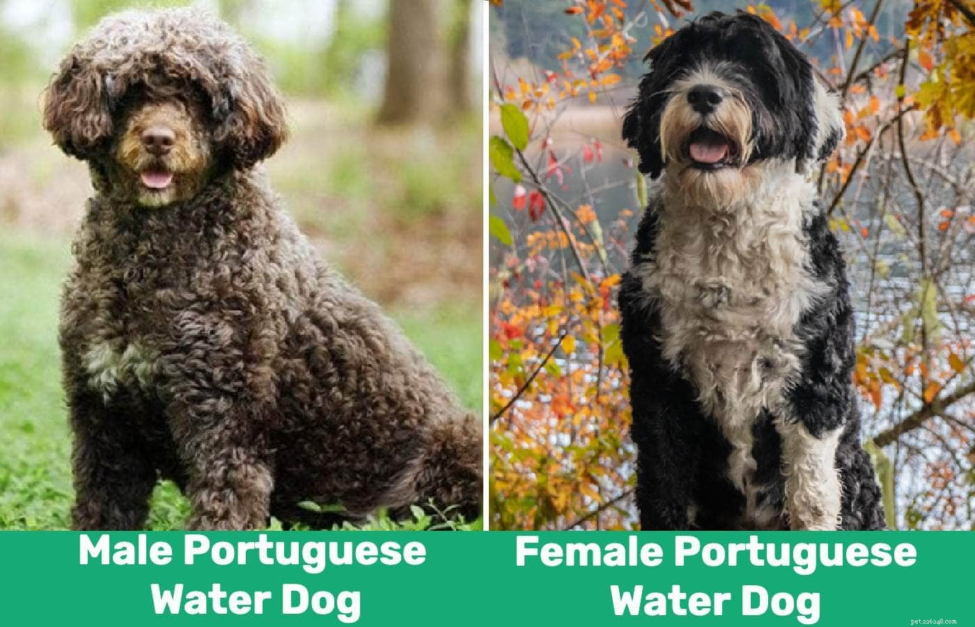 Cani da acqua portoghesi maschi e femmine:quali sono le differenze?