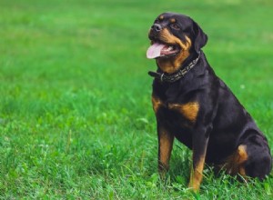 Os Rottweilers são bons cães? 