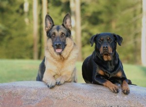 ロットワイラーは他の犬と相性が良いですか？ 