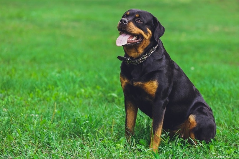 Os Rottweilers são bons cães de guarda?