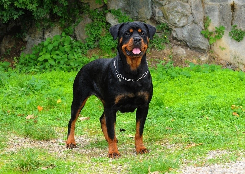 I Rottweiler sono buoni cani da guardia?