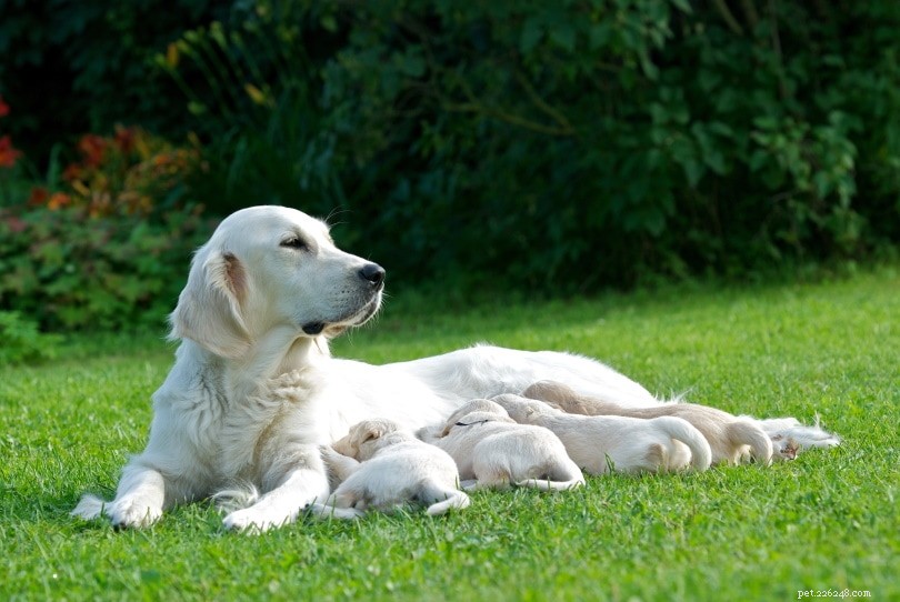Qual è il momento migliore per allevare un cane nel suo ciclo di calore? 