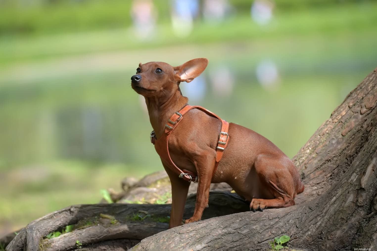 Por que os cães prendem as orelhas para trás? (E o que significa a posição da orelha!)