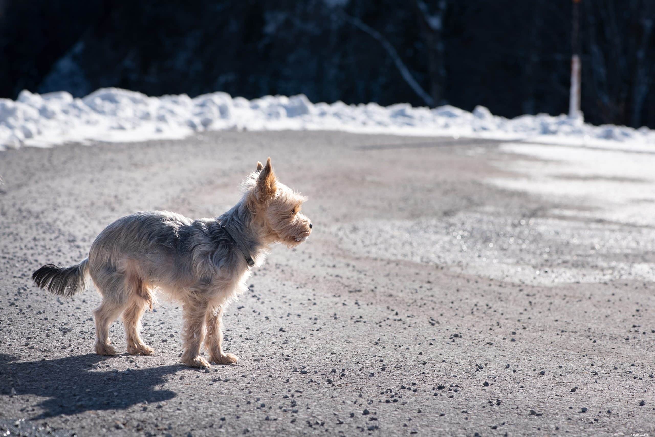 Cinq raisons pour lesquelles les chiens s enfuient (et comment les arrêter)