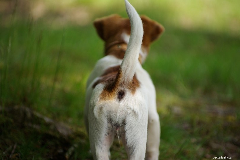 개가 귀를 뒤로 고정하는 이유는 무엇입니까? (그리고 귀의 위치가 의미하는 바!)