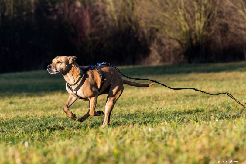 5 redenen waarom honden wegrennen (en hoe ze het kunnen stoppen)