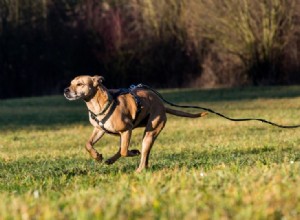 5 důvodů, proč psi utíkají (a jak tomu zabránit)