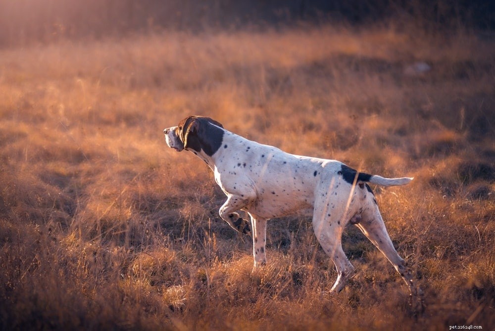 5 redenen waarom honden wegrennen (en hoe ze het kunnen stoppen)